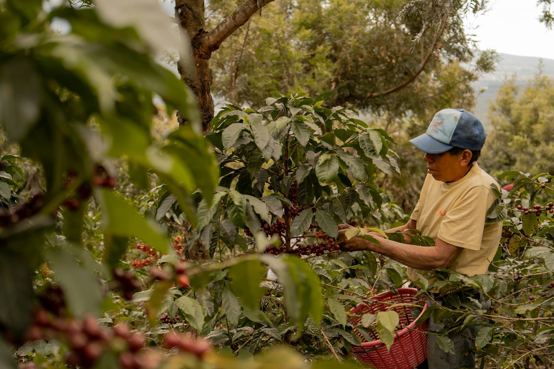 Man picking coffee cherries